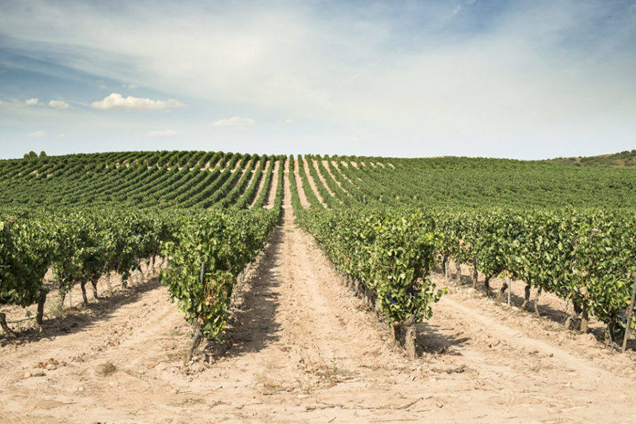investir dans le vin
